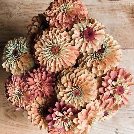 Queeny Lime Orange, Zinnia Seeds - Packet image number null